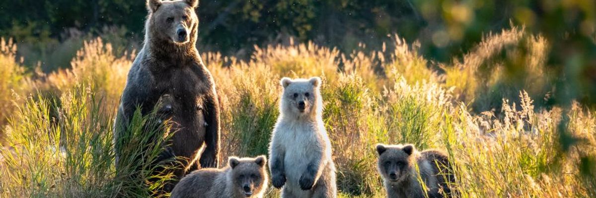 What We Lose When We Lose Wildlife