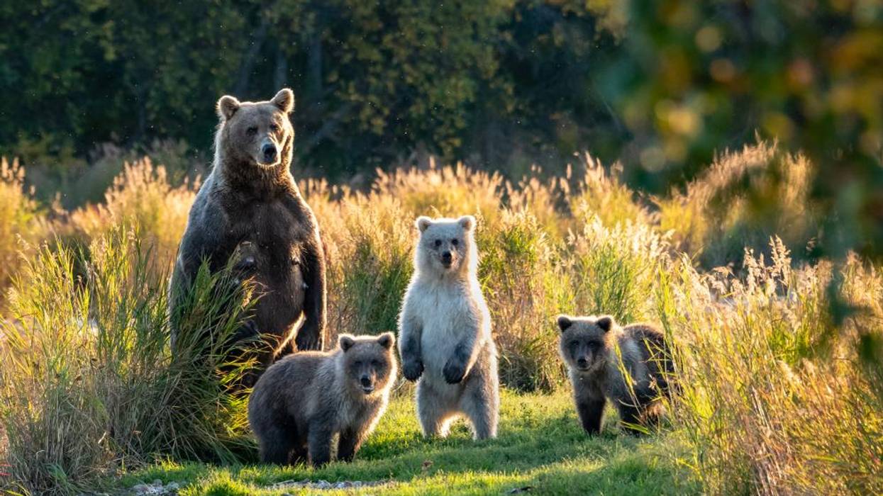 What We Lose When We Lose Wildlife