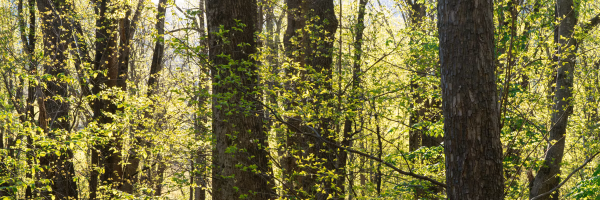 Budding Green Leaves in Spring in the Appalachians