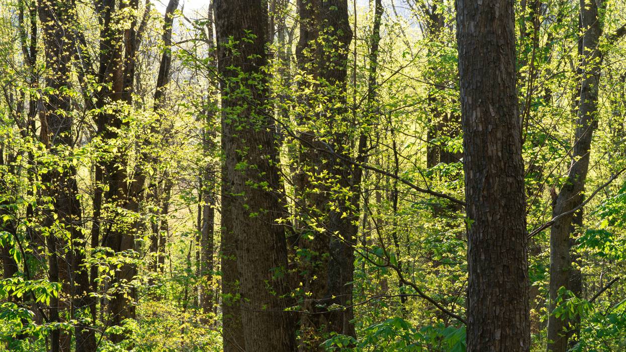 Budding Green Leaves in Spring in the Appalachians