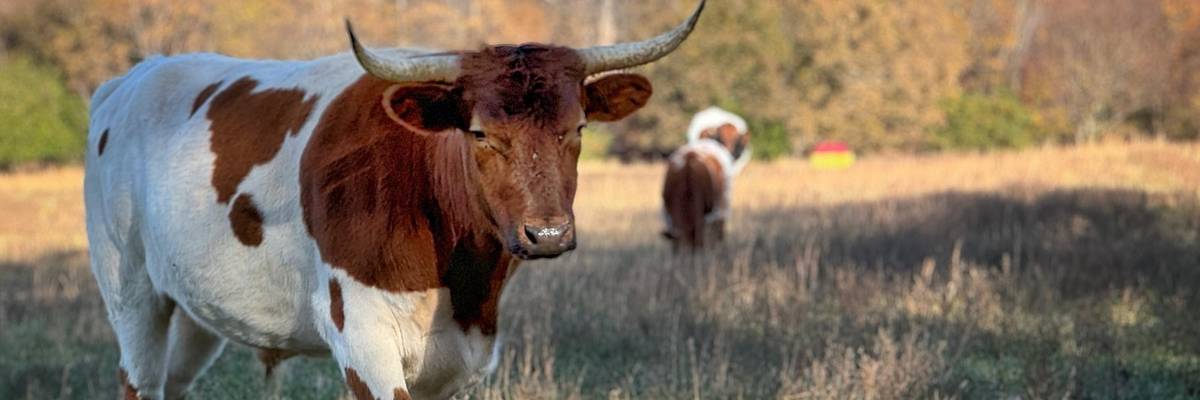 Bull and pig on regenerative farm.