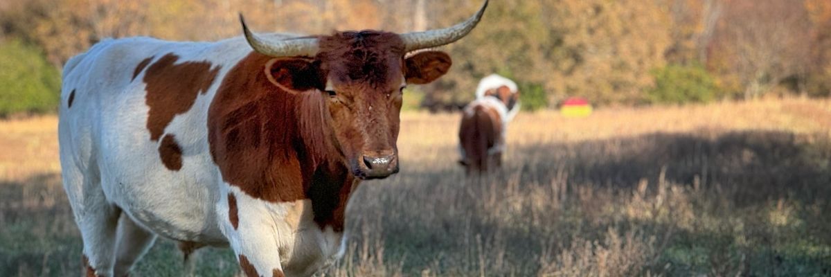 Bull and pig on regenerative farm.