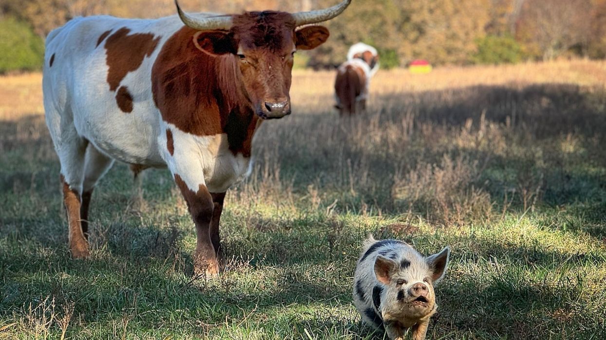 Bull and pig on regenerative farm.