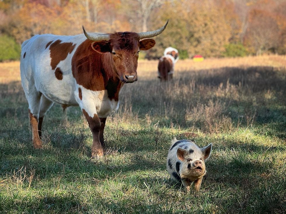 Bull and pig on regenerative farm.