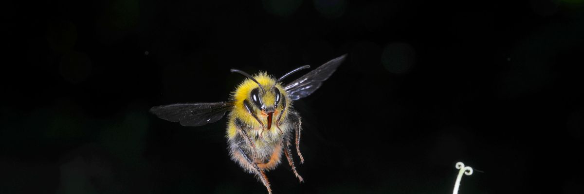 bumblebee