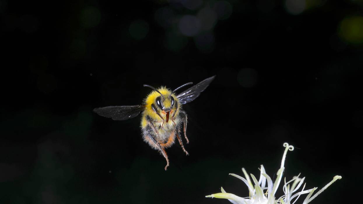 bumblebee
