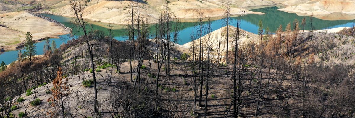 burned trees near Lake Oroville