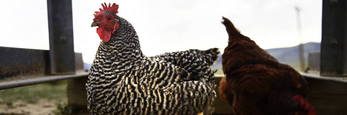 Cage-free hens