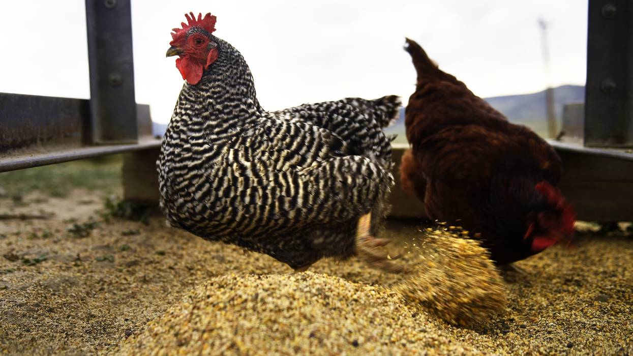 Cage-free hens