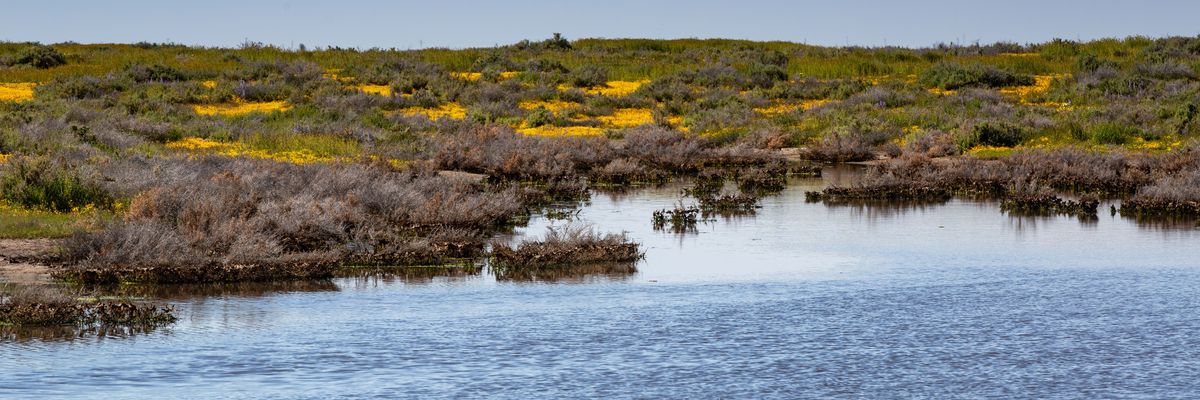 California's Wildflower Superbloom Continues