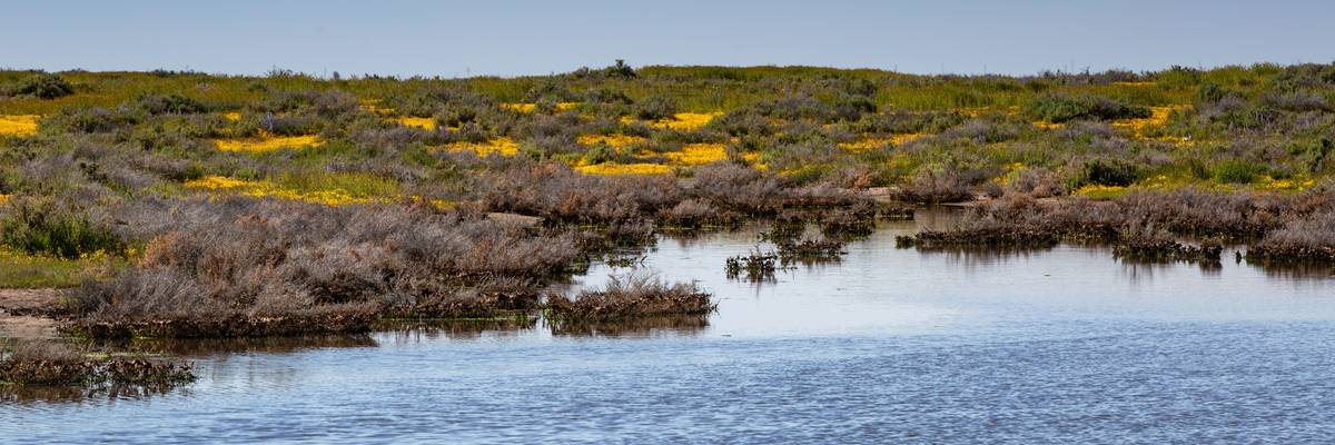 California's Wildflower Superbloom Continues