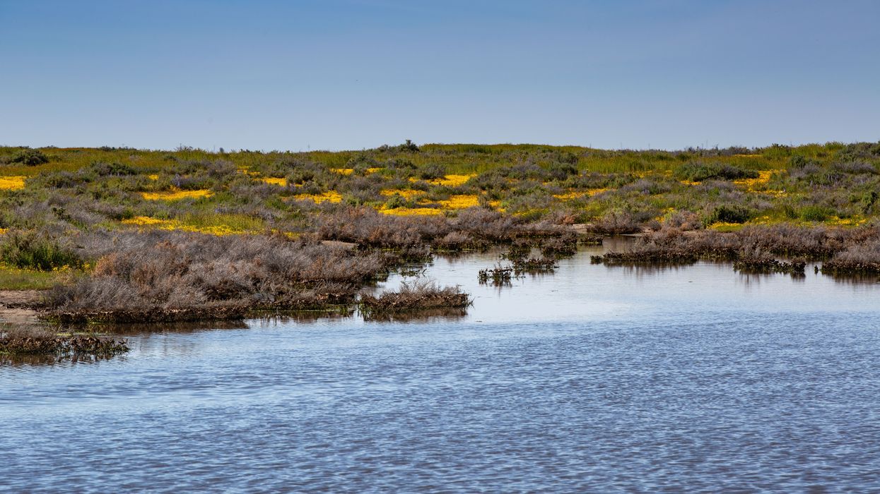 California's Wildflower Superbloom Continues