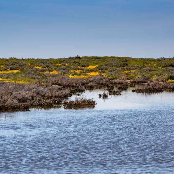 California's Wildflower Superbloom Continues