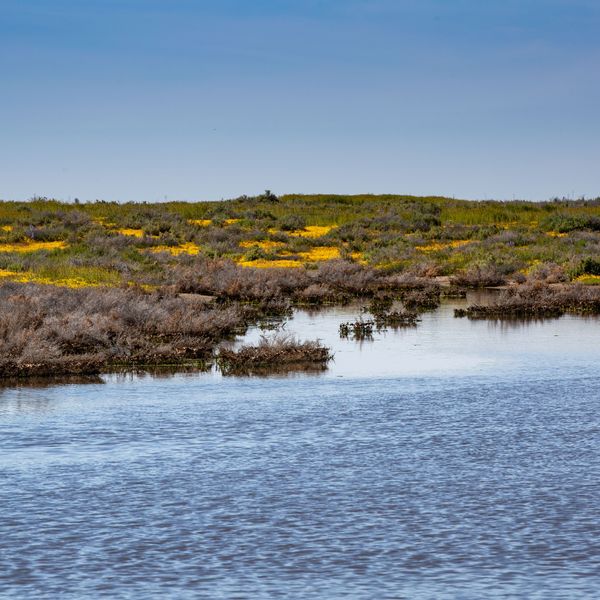 California's Wildflower Superbloom Continues