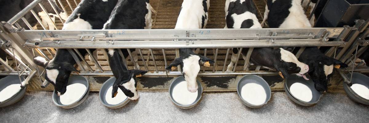 Calves drinking milk in a factory farm.