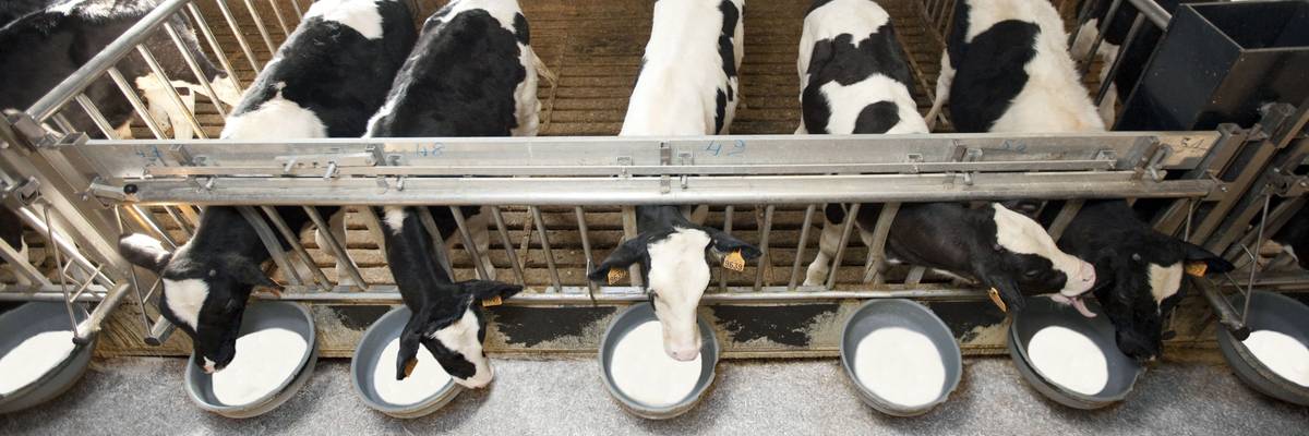Calves drinking milk in factory farm.