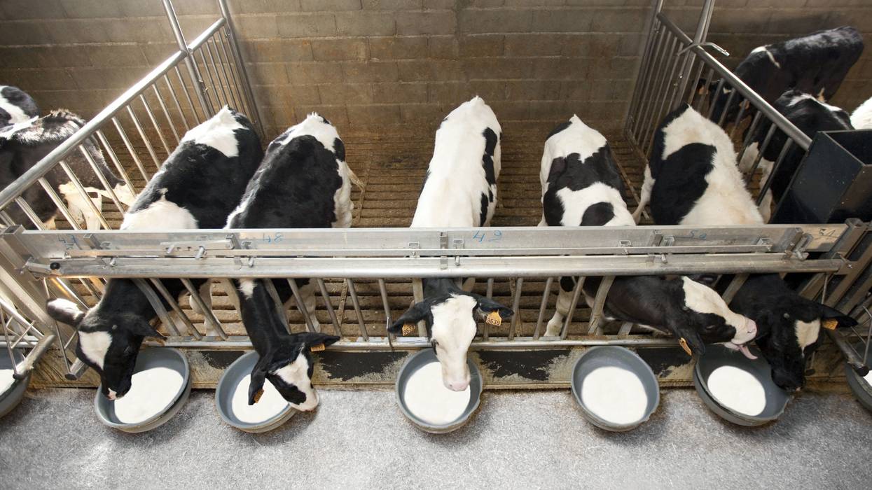 Calves drinking milk in factory farm.
