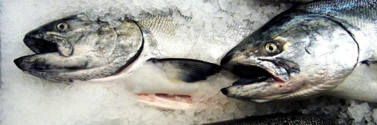 Warnings of Food Safety Threats as Canada Green Lights 'Frankenfish'