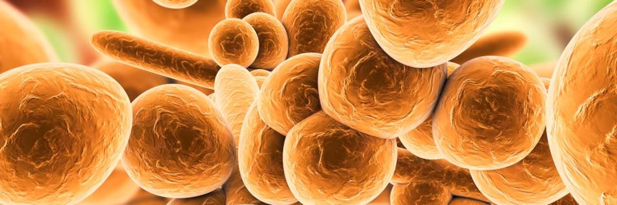 'This Is the Beginning': New Study Warns Climate Crisis May Have Been Pivotal in Rise of Drug-Resistant Superbug