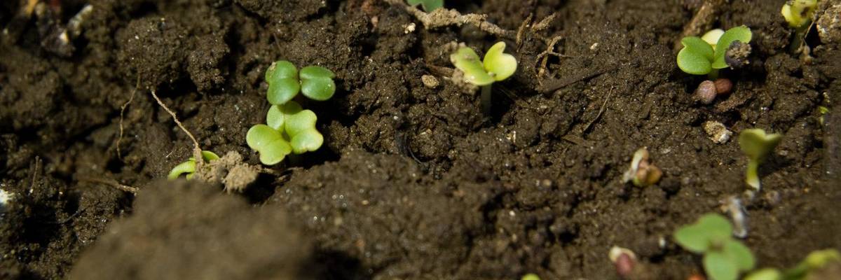 The Key to Solving the Climate Crisis Is Beneath Our Feet