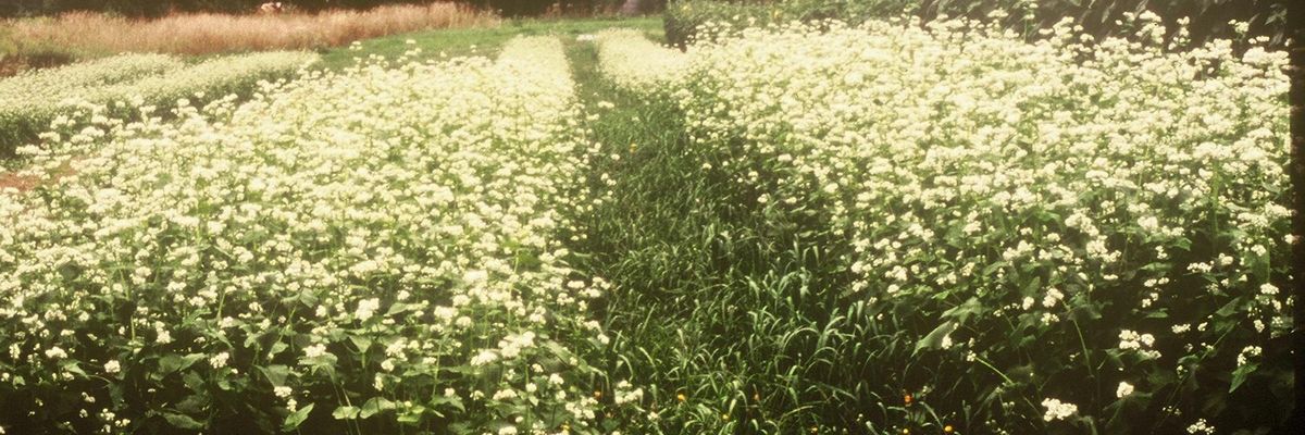 Unfair Food Pricing Is Killing Family Farms and Regenerative Farming