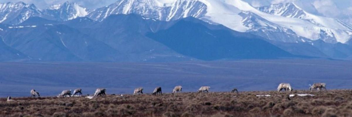 Coalition Files Suit to Stop Trump's "Slapdash and Tragic Plan" to Drill in Arctic National Wildlife Refuge