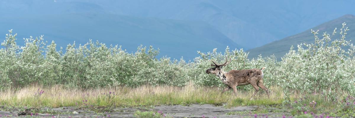 Caribou in ANWR