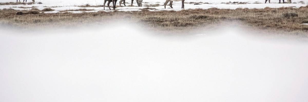 Caribou in the Alaskan Arctic