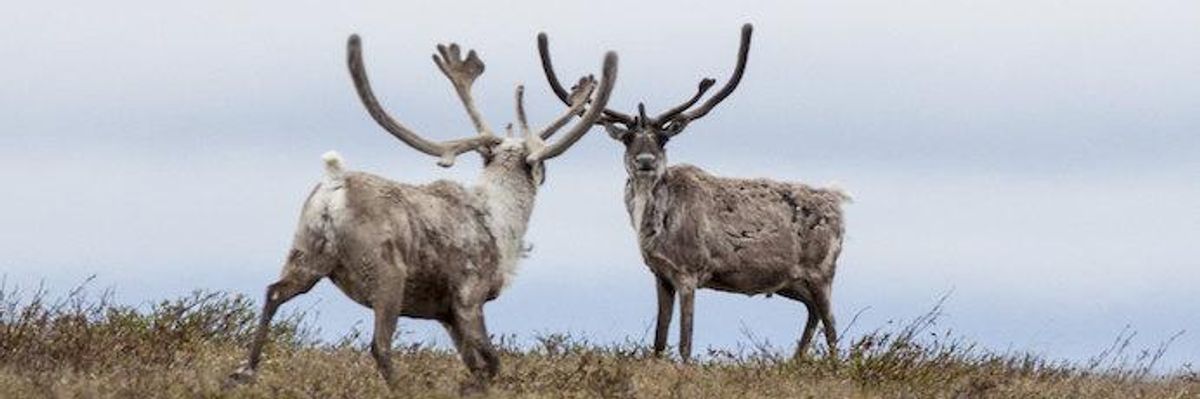 'Incredibly Reckless': Trump Moves to Expand Fossil Fuel Drilling in Alaska's Western Arctic Region