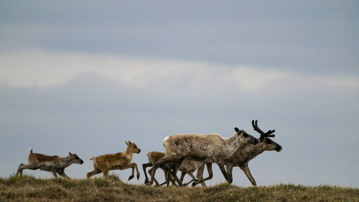 Caribou migrate in the Arctic National Wildlife Refuge