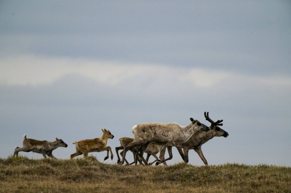 'Hands Off the Arctic,' Say Wilderness Defenders as Trump Holds Alaska Oil and Gas Lease Sale