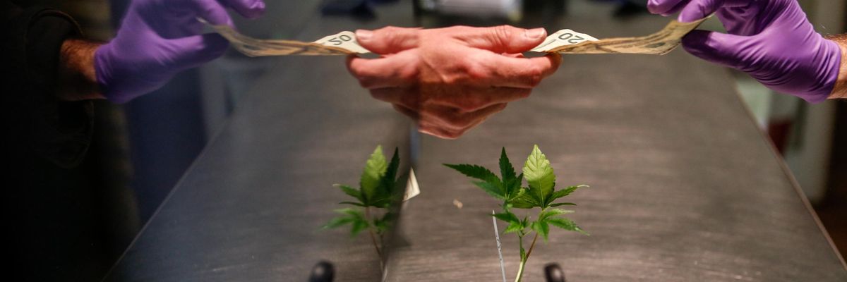 Cash for cannabis plant
