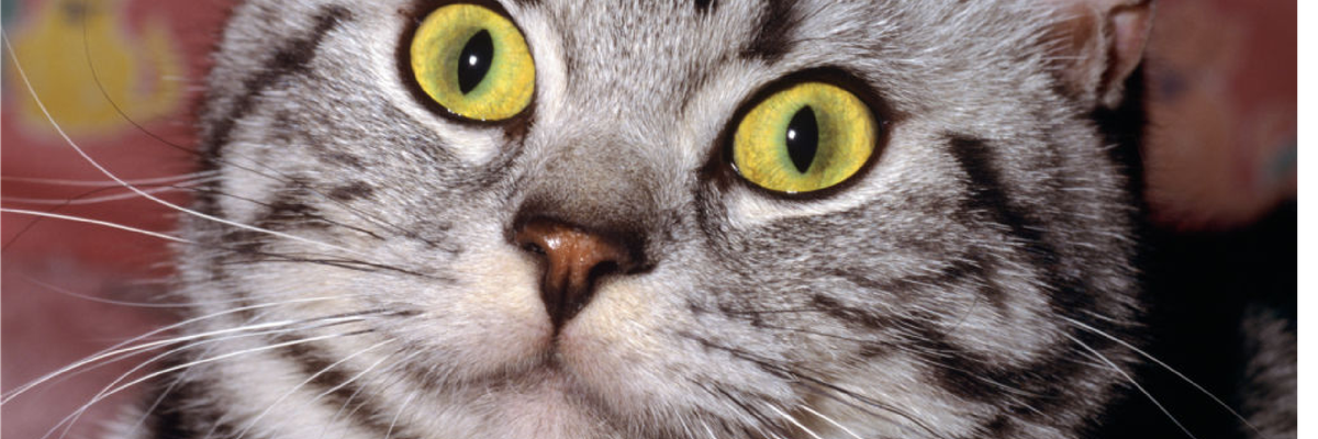 Cats in Ohio are worried