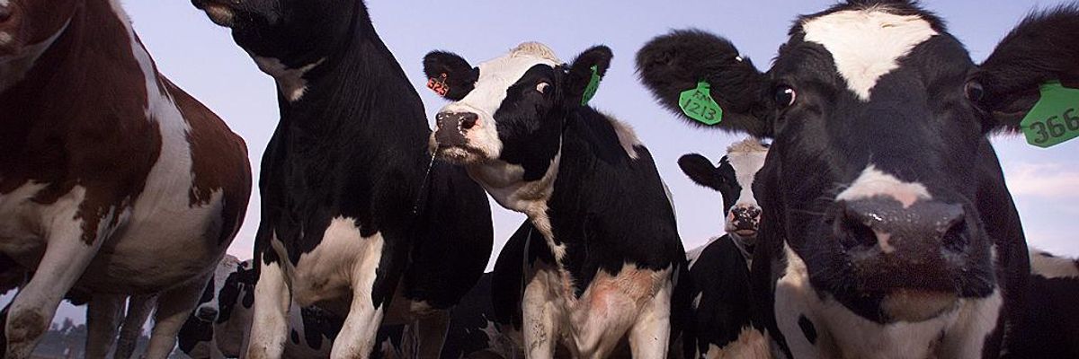 Factory Farms: New EPA Emissions Data Should Guide Biden on Agriculture and Climate