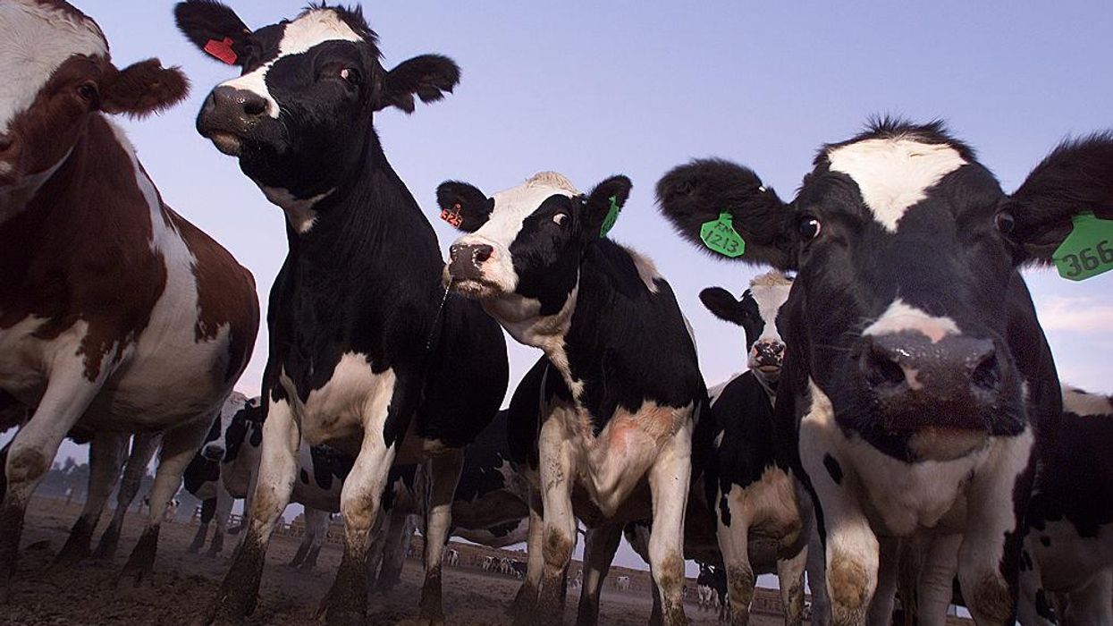 Factory Farms: New EPA Emissions Data Should Guide Biden on Agriculture and Climate