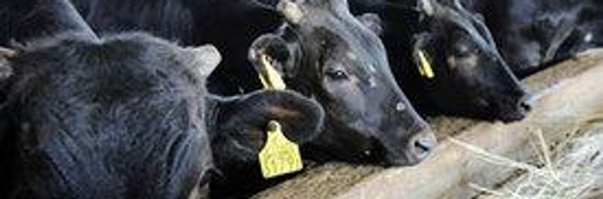 Japan Set to Ban Fukushima Cattle Shipments After Radioactive Meat Scare