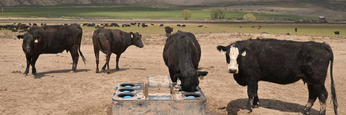 Citing 'Bleak' Agricultural Economy, GOP Lawmakers Warn Trump Against Plan to Buy Argentine Beef