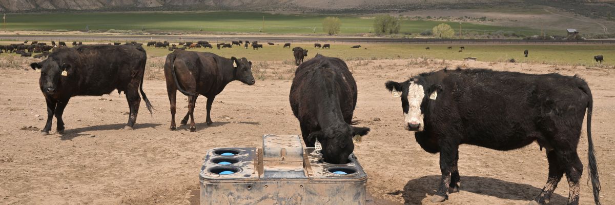 Citing 'Bleak' Agricultural Economy, GOP Lawmakers Warn Trump Against Plan to Buy Argentine Beef