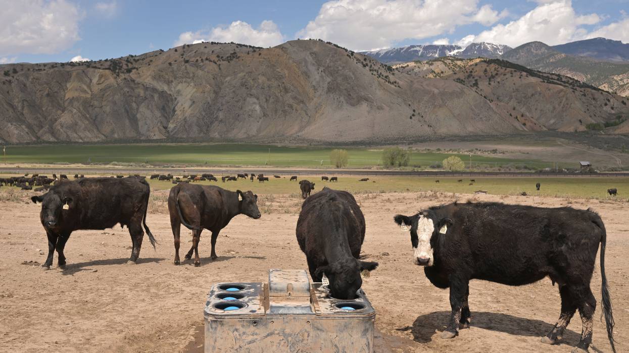 Citing 'Bleak' Agricultural Economy, GOP Lawmakers Warn Trump Against Plan to Buy Argentine Beef