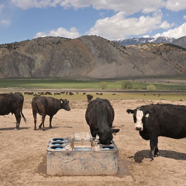 Citing 'Bleak' Agricultural Economy, GOP Lawmakers Warn Trump Against Plan to Buy Argentine Beef