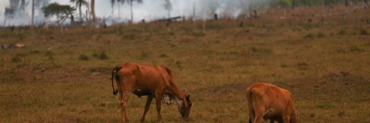 Cattle crazing as the Amazon burns behind them.