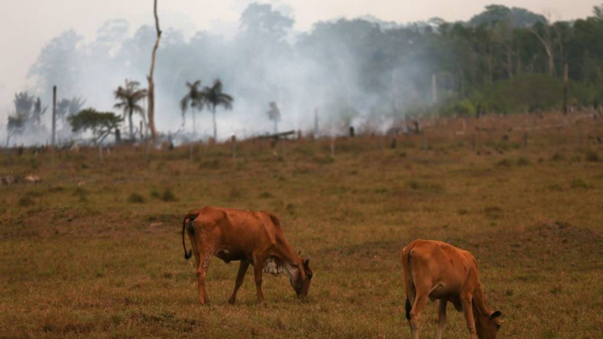 Cattle crazing as the Amazon burns behind them.