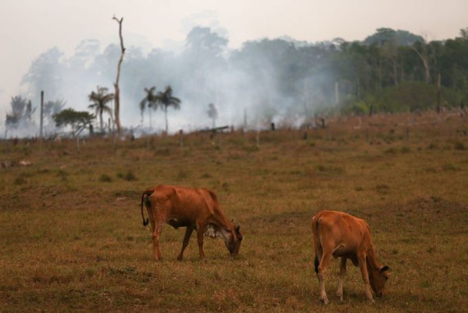 Cattle crazing as the Amazon burns behind them.