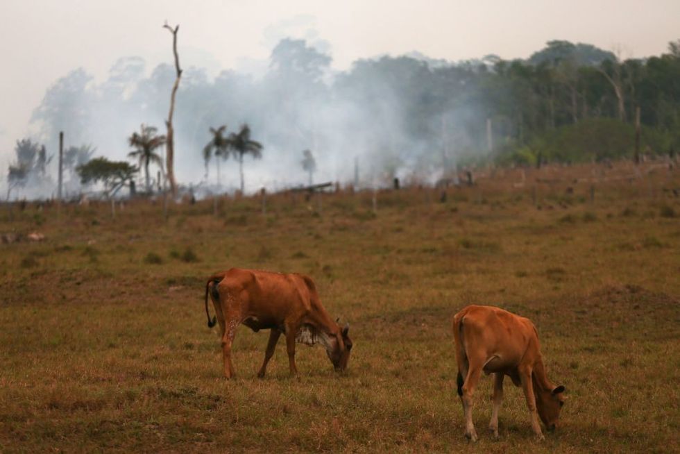 Cattle crazing as the Amazon burns behind them.