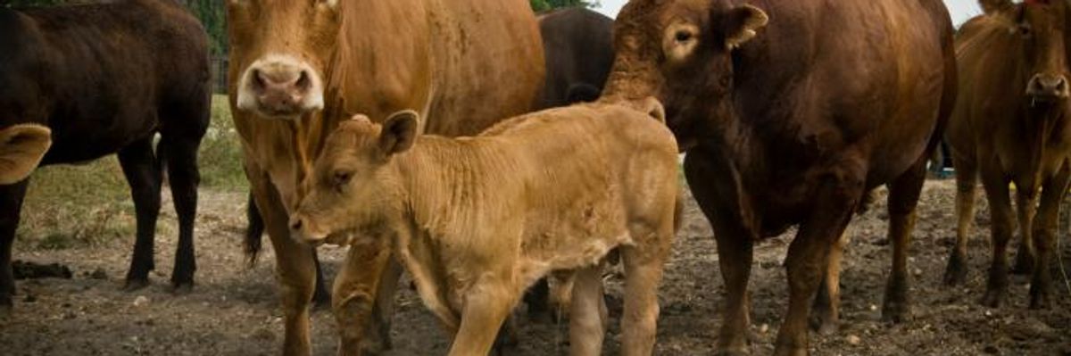 'No Such Thing as Cheap Meat': New Global Index Shows Industry's Failure to Combat Climate Crisis, Antibiotic Resistance