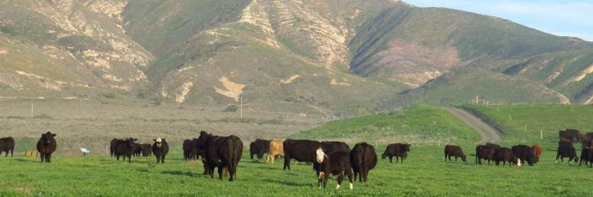 Stop Meat Companies from Rigging the Grass-fed Market