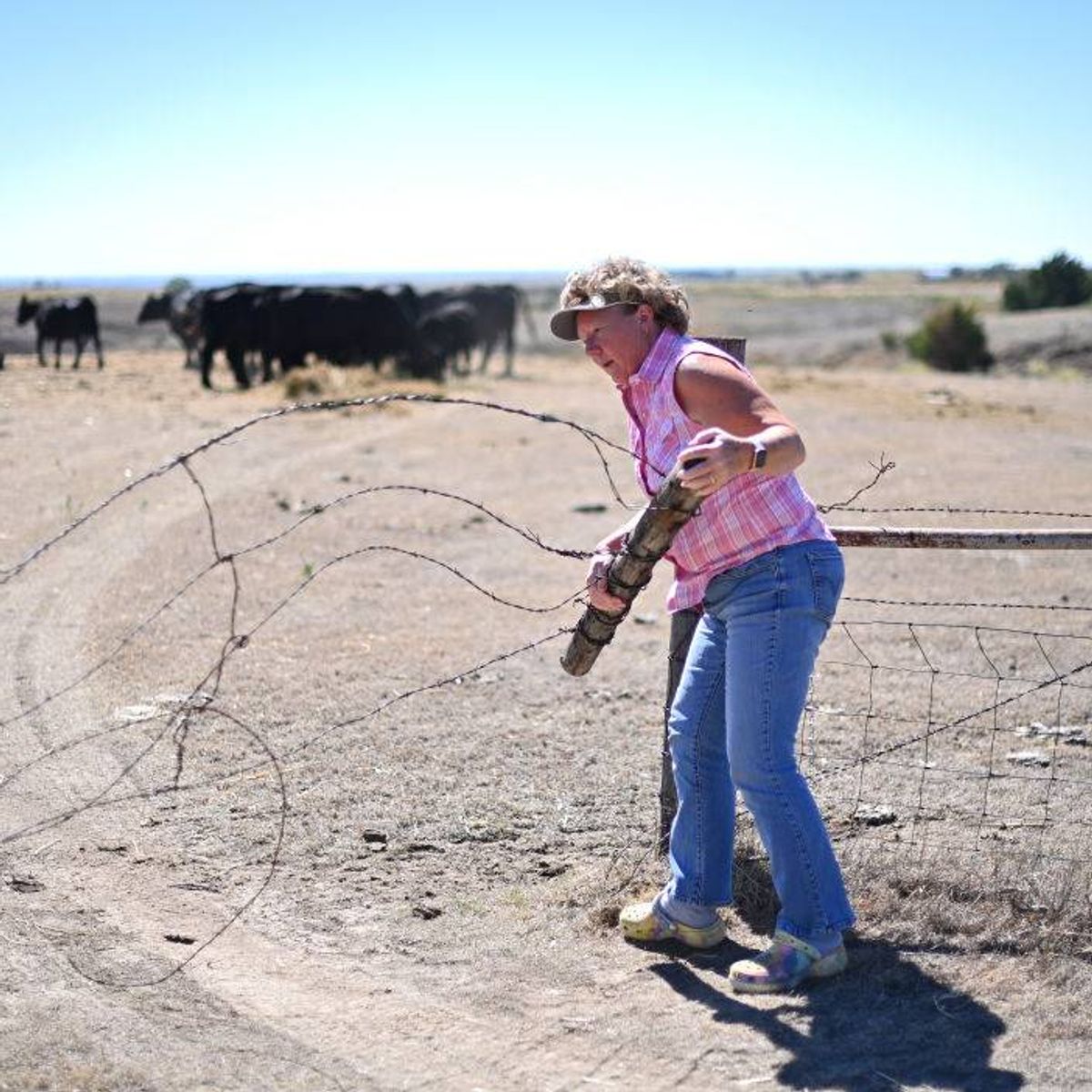 Investigation Shows How Decades of Corporate Consolidation Have Devastated US Cattle Ranchers