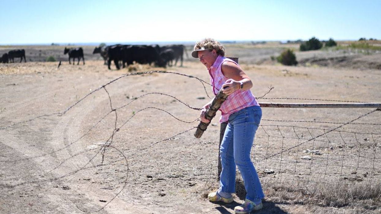 Investigation Shows How Decades of Corporate Consolidation Have Devastated US Cattle Ranchers