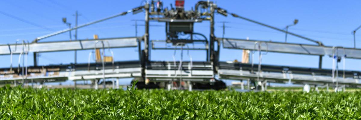 Celery stalks being harvested by machine.