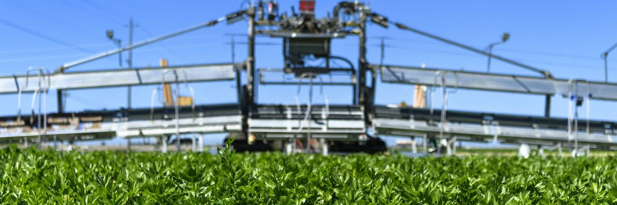 Celery stalks being harvested by machine.